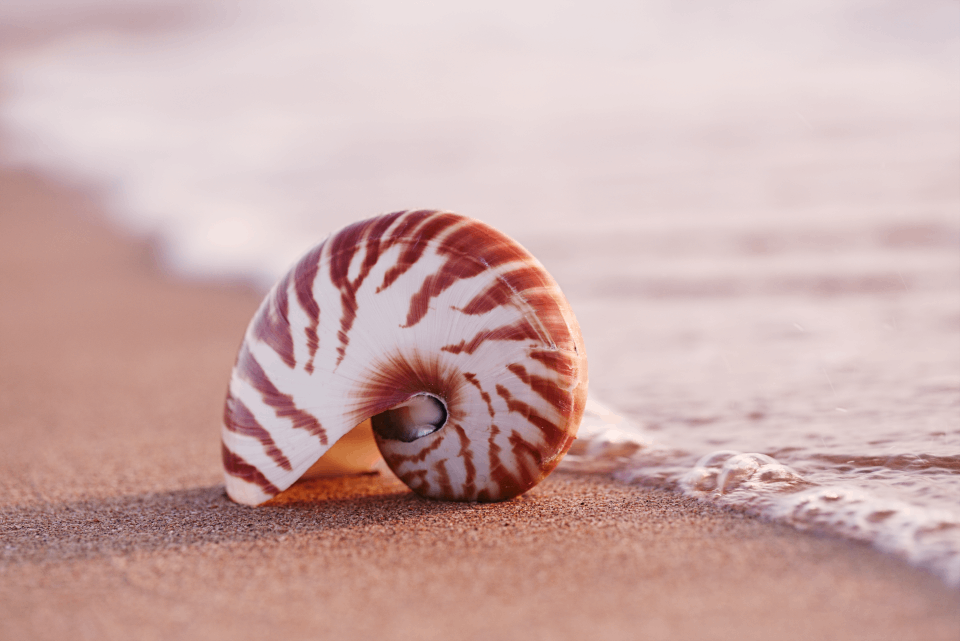 Caracola en la orilla del mar